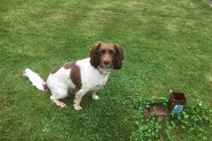Cozy Dog Friendly cottage near Bridlington