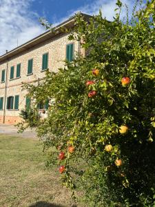 Fattoria Barca Colonna