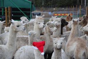 Norrängens Alpacka - Det lilla boutiquehotellet med en fluffy twist !