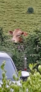 Wisteria Barn, Trewethen, Nr Port Isaac