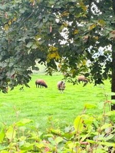 Natuurhuisje het Steenuiltje op een prachtige plek