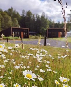 CIELO ABIERTO cabañas