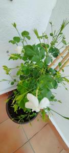 Apartamento Plumaria