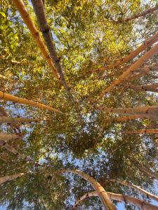 Diferencia eco retreat