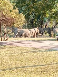 Chirundu - Zambezi River Campsite & Swimming Pool & WiFi