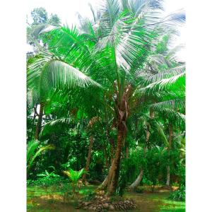 Aqua Bliss Resort & Villa Bentota