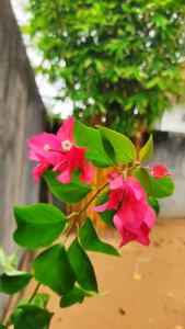 Oshans Home - Guest House - Polhena