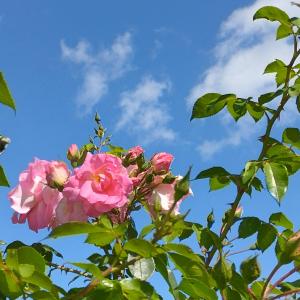 Ferienhaus Feldbrise