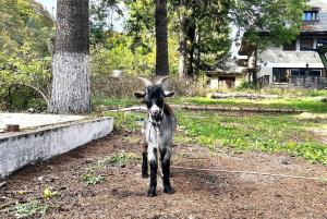 Deer House - Fireplace 1BR near Sinaia Plaza