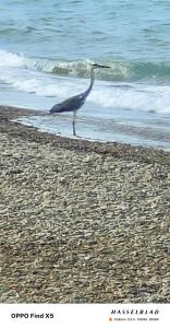 Il Melarancio del Salento