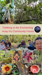 Napahong Treehouse นาป่าฮง Andromeda & Cassiopeia