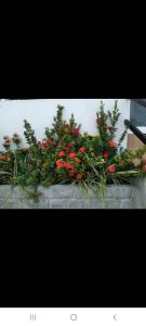 Pousada Terra de minas