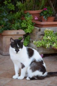 La Casa NellOliveto Bed & Breakfast