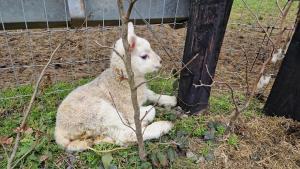 Escape to the Country