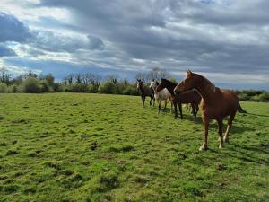 Escape to the Country