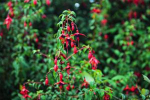 Skellig Fuchsia Lodge Ballinskelligs by Trident Holiday Homes