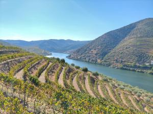 Wine House - Quinta Vale de Carvalho