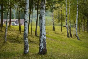 Гражда Лофт для двох в Карпатах