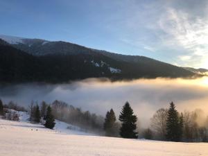 Дбайлива Ципа