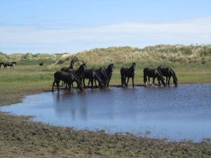 Amelander Paradijs 10 Tresca