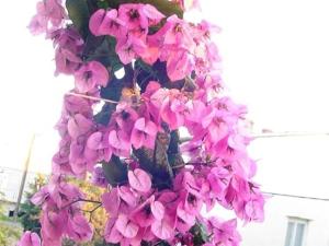 Apartments A&N Pako tane - One Bedroom Apartment with Sea View and Balcony A1