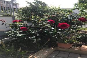 Apartments Villa Tanja - Two Bedroom Apartment with Terrace