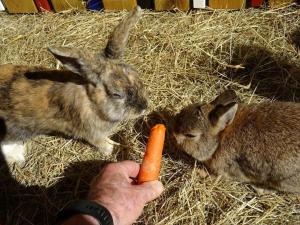 Holiday farm Hohe Drei Zinnen