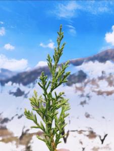 The Trekkers Inn Homestay