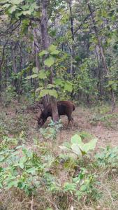 KHAJURAHO ADvENtURe HOMESTAYS