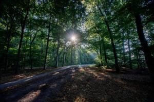Cozy Forest lodge with hottub!
