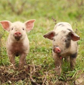 Ferienwohnung Mitterdiel