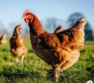 Ferienwohnung Mitterdiel