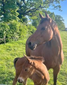 Cosy Country Cottage Near Emerald Park