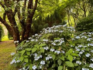 Gîte au Temps des Buis