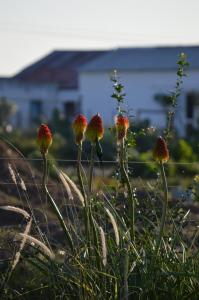 The Old Dairy at Allemanskloof