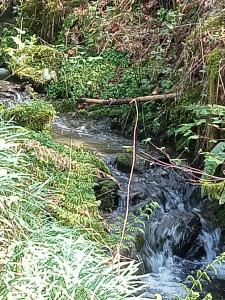 Morris the shepherds hut and woodland hot tub experience