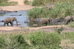 Villa-Candilabra Guesthouse - Коматіпурт