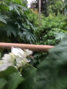 Hiriketiya Hiri Top Homestay