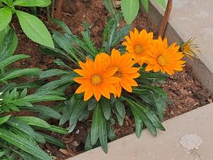 Garden House Canastra