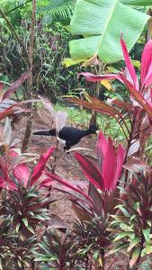 Vista Alta Ecolodge Bahia Drake