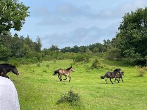 7 person holiday home in Knebel-By Traum