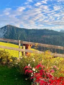 Traumblick Dachstein