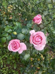 Sobe za odmor Sandra