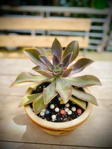Sapa Succulent Garden Homestay - Vườn Sen Đá Homestay