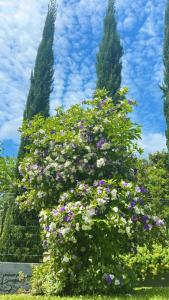 Chalé cipreste 3 Quartos