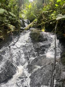 Cabaña las Bromelia