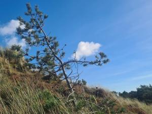 Tranquil Retreat in Bolilmark-By Traum