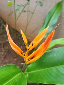 Casa Jyotsana - 3Bhk Pvt Villa, 5 mins to beach, Patio, Pool