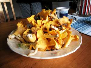 Cozy holiday home near the lake, perfect for the family