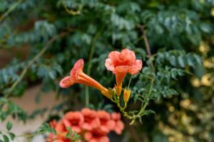 The Mill Retreat with Pool & BBQ by Portugal Active